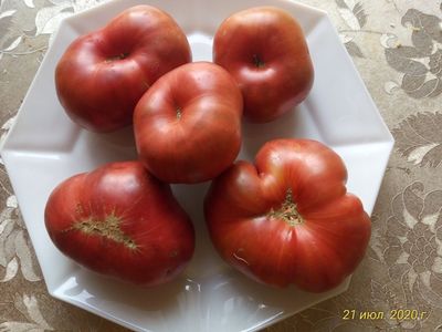 Томат Sandburg GVR