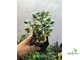 Ficus triangularis ‘White Margin’ / фикус треугольный белый
