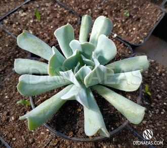 Echeveria Topsy Turvy, Echeveria, эчеверия, суккулент