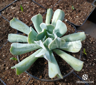 Echeveria Topsy Turvy