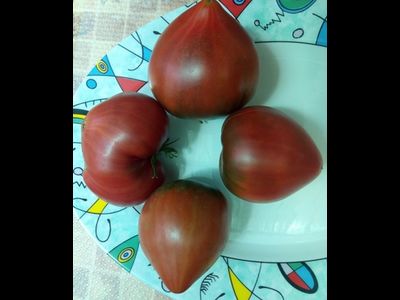 Томат Черное сердце с носиком от Борисовны (усл)