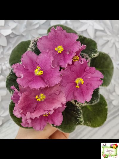 Aftershock (P. Sorano)