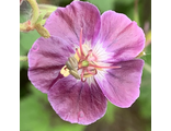 Geranium h. Самобор