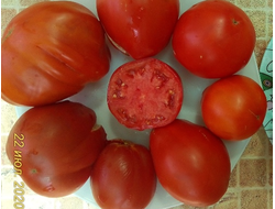 Томат Матрёна (Украина)