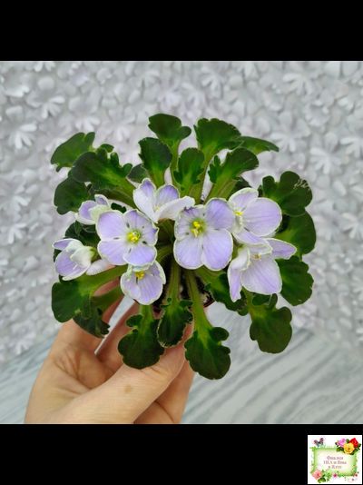 Vi-Лесная Нимфа (И.Виблая) 2021 г. (гёрл-листья)