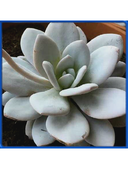 Echeveria laui x carnicolor