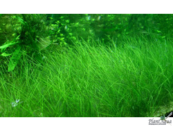 ELEOCHARIS PARVULA/ ЭЛЕОХАРИС ПАРВУЛА (меристемный)