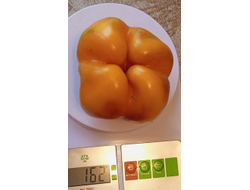 Перец сладкий Млечный путь (Milky Way)