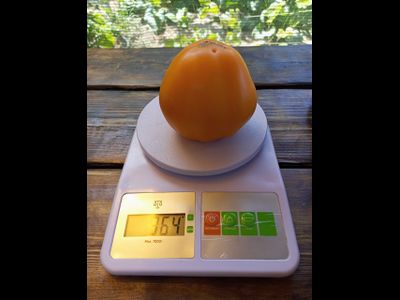 Томат Ранний оранжевый Розали (Rosalie’s early orange), США