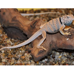 Игуана ошейниковая островная