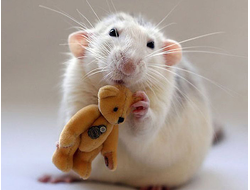 Новогодняя атрибутика на 2020 год, год Крысы