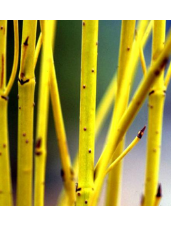 Дерен отпрысковый "Флавирамеа", (С2, 40-60)