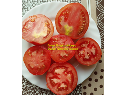 Томат Гном Подлый соус Dwarf Sneaky Sauce)