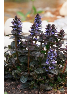 Живучка ползучая Atropurpurea