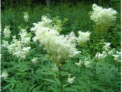 Гидролат Таволга, Лабазник (Filipendula ulmaria) цветущие побеги 100 мл
