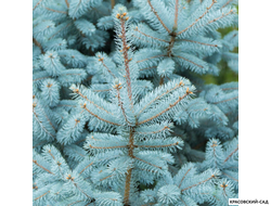 Ель колючая Глаука - фотография иголок - красовский-сад.рф