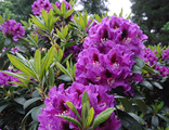 Распутин рододендрон гибридный(Rhododendron hybridum Rasputin)