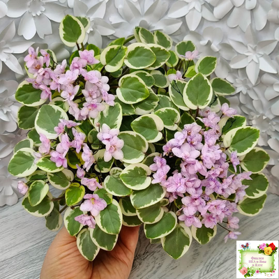 Жемчужный Восторг (Д. Глушакова) листовая химера (пасынок сорт посажен 20.10.25)