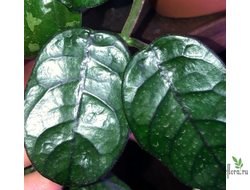 Hoya Villosa Cao Dang (Vietnam)