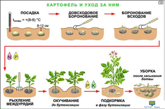 Культурные растения  (24 шт), комплект кодотранспарантов (фолий, прозрачных пленок)