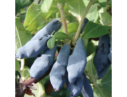 Жимолость Морена