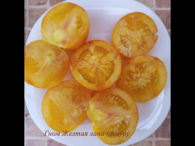 Томат Гном Лапа кенгуру желтый (Dwarf Kangaroo Paw Yellow)