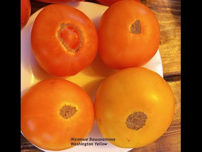 Томат Желтые Вашингтона (Washington Yellow)