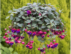 Фуксия ампельная, кашпо 3,7 л