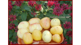 вишня белая