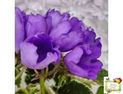 КНН-Крокус (Н. Куриленко) 2022 г. (пестролистный лонг)