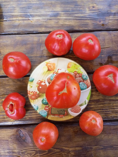 Томат Летя (Rosii de Letea), Румыния