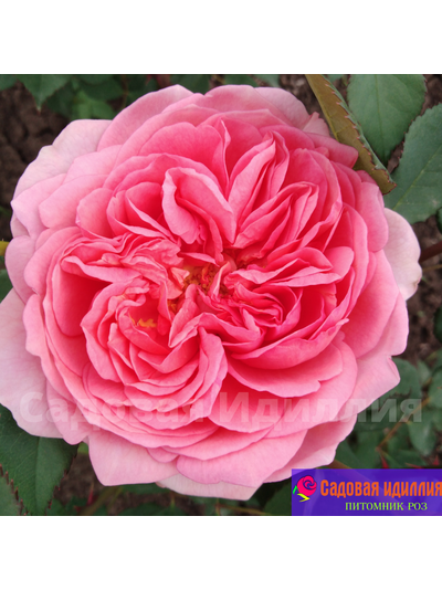 Боскобель (Boscobel)