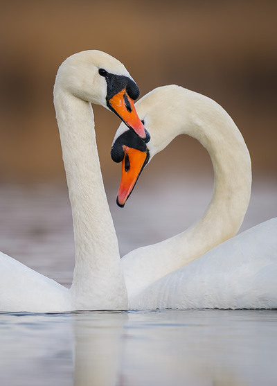 D0571 Пара лебедей