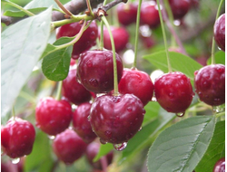 Волочаевка(вишня)