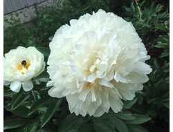 Пион Fringed  Ivory(Фринжед Айвори)