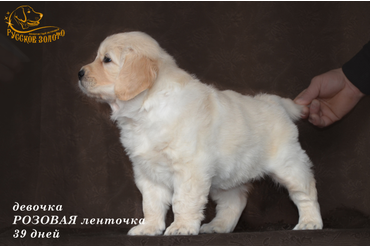 ДОМА = девочка РОЗОВАЯ ленточка. На фото 39 дней. ДР 28.01.20г