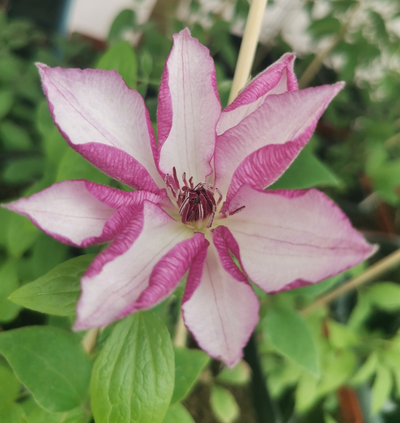 Клематис Omoshiro (Омоширо), контейнер 2л