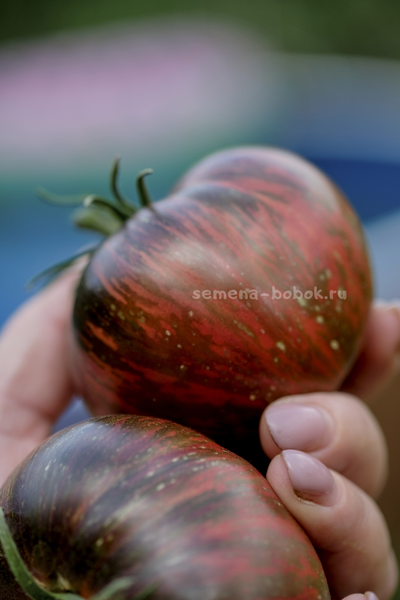 Томат Marsha's Starfighter Beefsteak (Бифштекс Марши), 10 шт