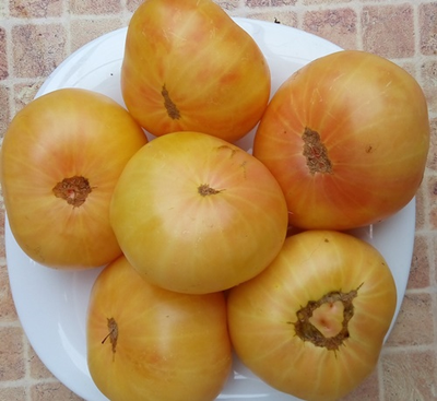 Томат Гном Розелла снежная, (Dwarf Rosella snow) США