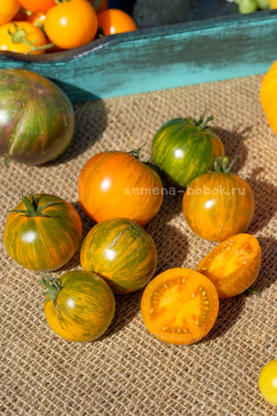 Томат Dwarf Jeremy's Stripes (Гном Джереми Полосатый), 10 шт