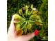 Dionaea muscipula "Schuppenstiel"