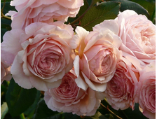 Э Шропшир Лэд (A Shropshire Lad) роза, ОКС
