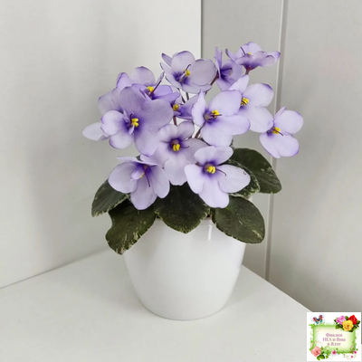 Smitten Kitten (LLG/S.Sorano) 03/22/2008 (9956)