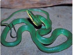 Черноголовый полоз, или зеленый полоз (Rhadinophis frenatus)