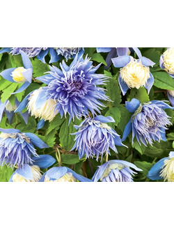 Княжик Ocean Pearl (Океан перл), контейнер р9