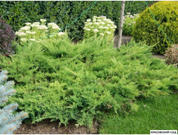 Можжевельник Метхот - Mathot