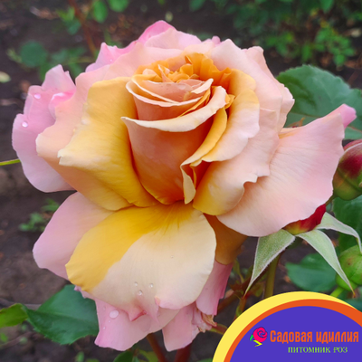 Меджик Момент (Magic Moment)