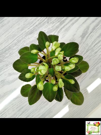 ML-Крыжовник (Miniviolets Lux) 2024 г. (детка)