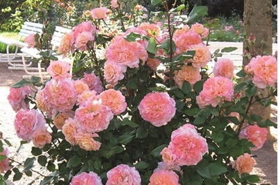 Роза Августа Луиза (Augusta Luise), ОКС, Россия