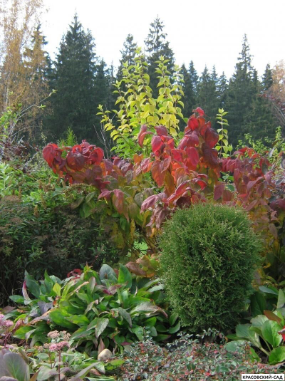 Спирея Макрофила - Macrophylla